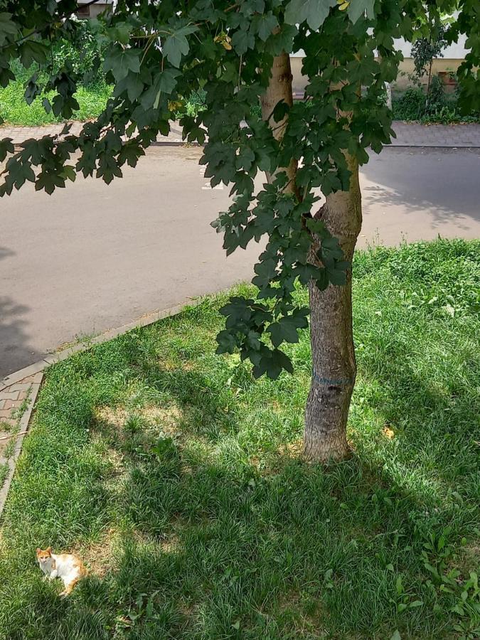 Alma Apartament Piatra Neamt Luaran gambar